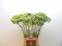 Ammi Visnaga Green Mist 70cm