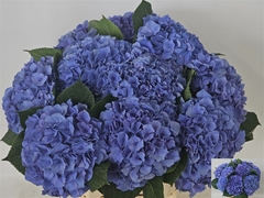 Hydrangea Pompidou 65cm 16-18cm Hd