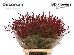 Sanguisorba Officinalis Oriental Dream 100cm
