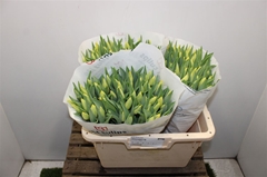 Tulip Single Strong Gold 40cm 35gr.