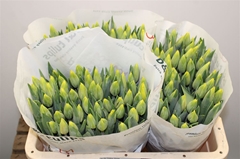 Tulip Single Yellow Flight 35cm 35gr.