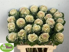 Brassica White Crane 60cm