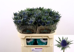 Eryngium Aquarius Questar 70cm