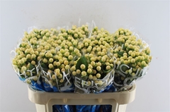 Hypericum Coco Gelato 70cm