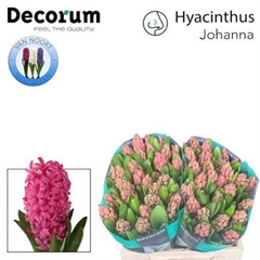 Hyacinthus Johanna 30cm 35-buds