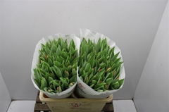Tulip Single Ad Rem 40cm 60gr.