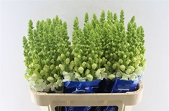 Antirrhinum Antibes White 75cm