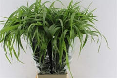 Panicum Fontaine 80cm