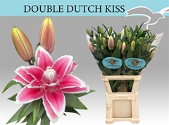 Lily Oriental Double Dutch Kiss 90cm 5+