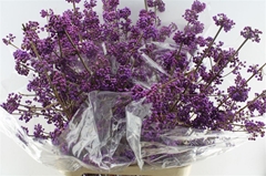 Callicarpa Bodinieri Profusion 100cm