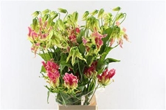 Gloriosa Exotic Pink 80cm