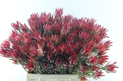 Leucadendron Salignum Blush 45cm Spray