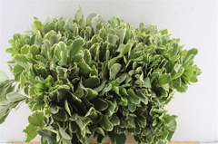 Pittosporum Tobira Ilan 45cm