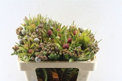 Brunia Cape Mix Bunch 50cm