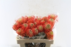 Leucospermum Succession 50cm