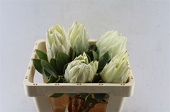 Protea Cynaroides Ayoba Arctic Ice 50cm