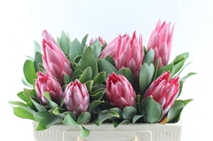 Protea Cynaroides Madiba 50cm
