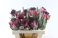 Protea Magnifica 50cm
