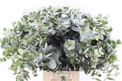 Eucalyptus Cinerea 55cm