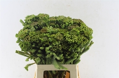 Brunia Albiflora 60cm