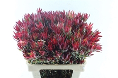 Leucadendron Salignum Blush 60cm Spray