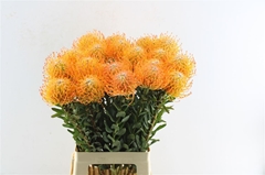 Leucospermum Ayoba Sun 60cm