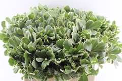 Pittosporum Tobira Ilan 60cm