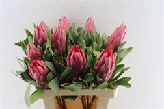 Protea Cynaroides Madiba 60cm