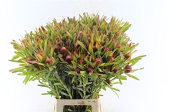 Leucadendron Ayoba Cherry Pearl 70cm Spray