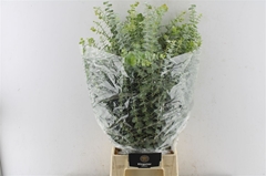 Eucalyptus Baby Blue Per Bunch 80cm 200gr.