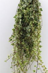 Hedera Helix Leave 100cm