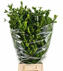 Buxus Sempervirens Per Bunch 65cm 300gr.