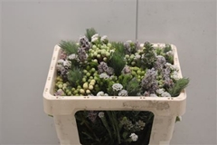 Brunia Cape Mix Bunch 50cm