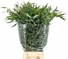 Eucalyptus Nicholii Per Bunch 70cm 400gr.