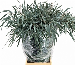 Eucalyptus Domenichina Per Bunch 65cm 200gr.