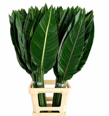 Strelitzia Reginae Leave 100cm