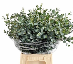 Eucalyptus Gunnii Per Bunch 50cm 150gr.