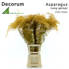 Asparagus Setaceus Painted Ocher Yellow 85cm
