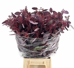 Eucalyptus Populus Painted Red Berry Per Bunch 60cm 300gr.
