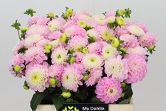 Dahlia Wizard Of Oz 40cm