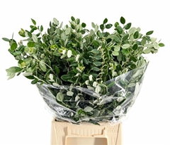 Pittosporum Ralphi Per Bunch 55cm 200gr.