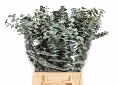 Eucalyptus Baby Blue Per Bunch 50cm 150gr.