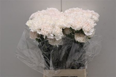 Dianthus Single Moon Golem 70cm