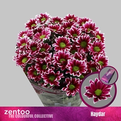 Chrysanth Spray Haydar 70cm 80gr.