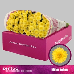 Chrysanth Santini Miller Yellow 55cm 48gr.