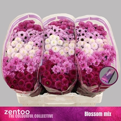 Chrysanth Santini Mix 55cm 44gr.