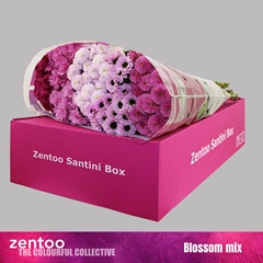 Chrysanth Santini Mix 55cm 44gr.
