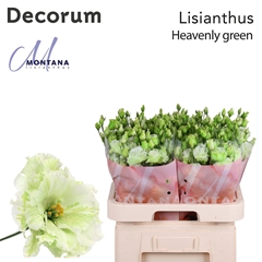 Eustoma Double Painted Heavenly Green 70cm