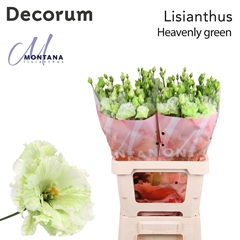Eustoma Double Painted Heavenly Green 70cm