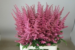Astilbe Loud And Proud 70cm